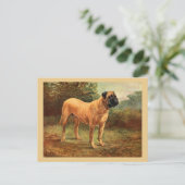 English Mastiff Dog Vintag Illustration Postkarte (Stehend Vorderseite)