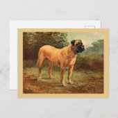English Mastiff Dog Vintag Illustration Postkarte (Vorne/Hinten)