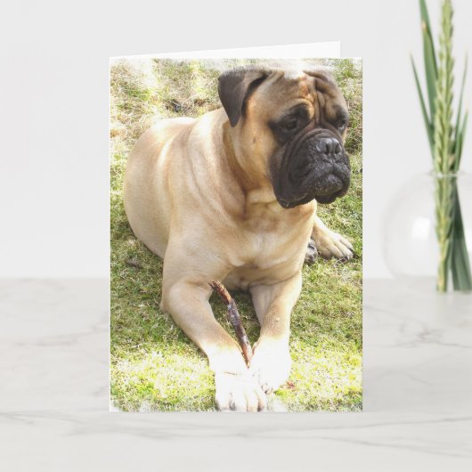 English Mastiff Grußkarte Karte (Vorderseite)