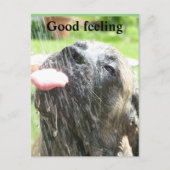 English Mastiff gutes Gefühl  Postkarte (Vorderseite)