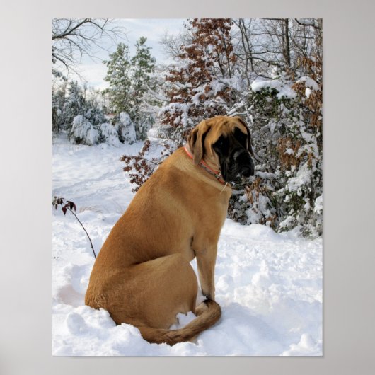 English Mastiff in Winter Wonderland poster (Vorne)