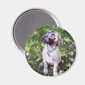 English Mastiff Magnets Magnet (Vorderseite/Rückseite)