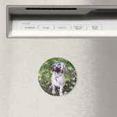 English Mastiff Magnets Magnet (In Situ (Geschirrspüler))