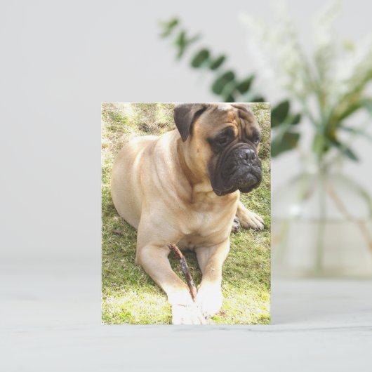 English Mastiff Postcard Postkarte (Stehend Vorderseite)