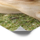 English Mastiff Poster Print (Ecke)