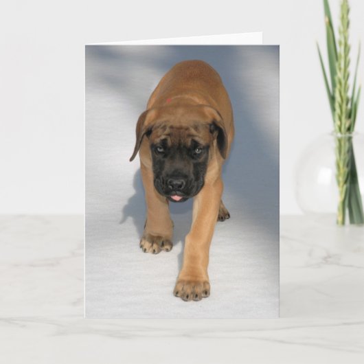 English Mastiff Puppy notecard Karte (Vorderseite)