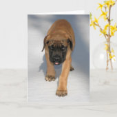 English Mastiff Puppy notecard Karte (Gelbe Blume)