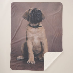 English Mastiff Puppy Sherpadecke