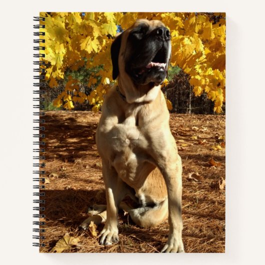 English Mastiff Spiralnotebook Notizblock (Vorderseite)