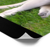 English Mastiff Welppy Poster (Ecke)