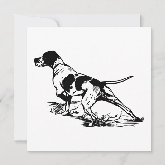 English Pointer (Vorderseite)