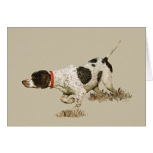 English Pointer