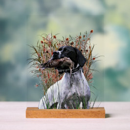 English Pointer Acrylschild