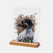 English Pointer Acrylschild (Winkel)