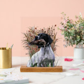 English Pointer  Acrylschild (Hochzeit)