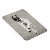 English Pointer Magnet (Rechte Seite)