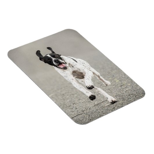 English Pointer Magnet (Rechte Seite)