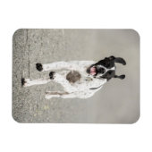 English Pointer Magnet (Horizontal)