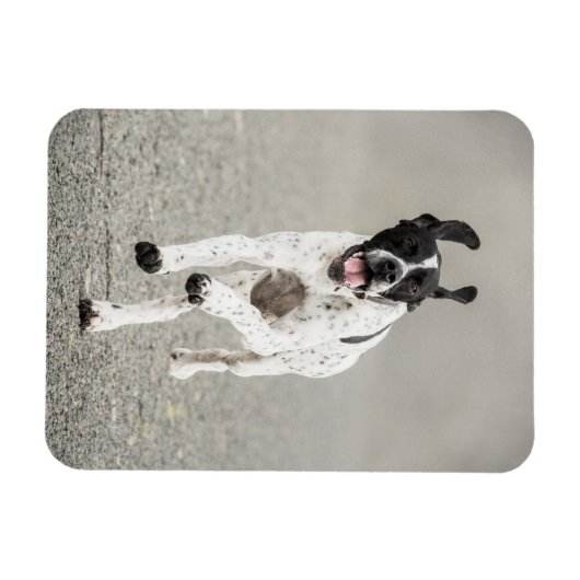 English Pointer Magnet (Horizontal)