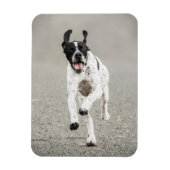 English Pointer Magnet (Vertikal)