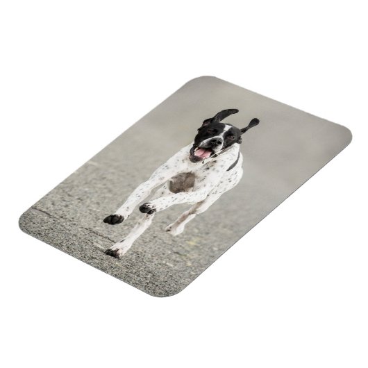 English Pointer Magnet (Linke Seite)