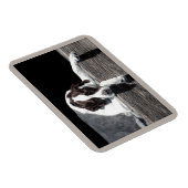 English Pointer Magnet - "Sophie" (Rechte Seite)