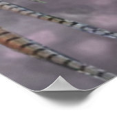 English Setter Poster (Ecke)