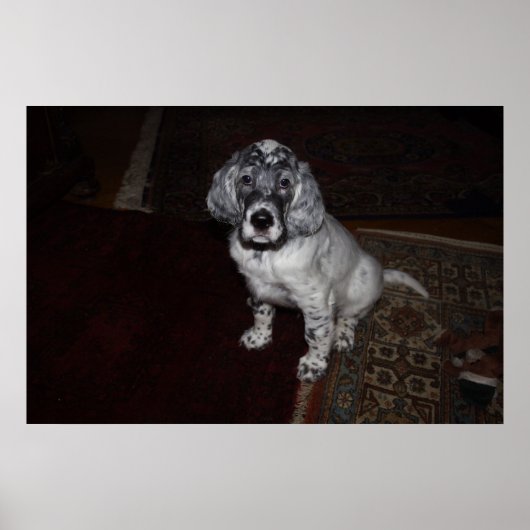English Setter Poster (Vorne)