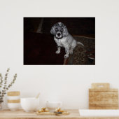 English Setter Poster (Küche)