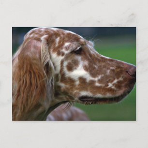 English Setter Postkarte