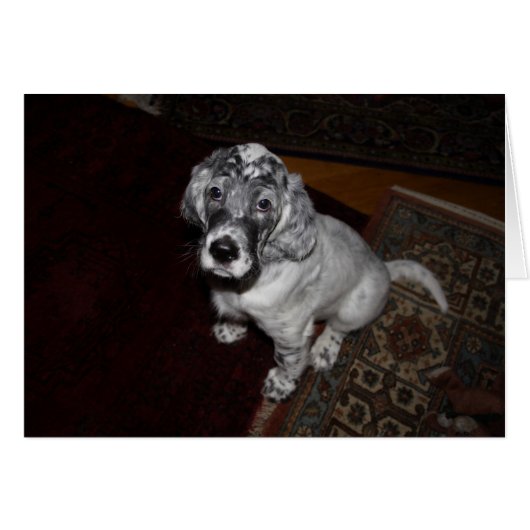 English Setter Puppy (Vorderseite (Horizontal))