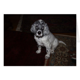 English Setter Puppy
