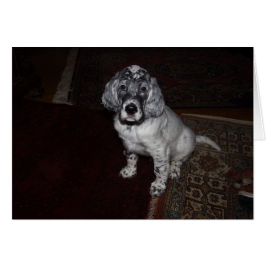 English Setter Puppy (Vorderseite (Horizontal))