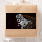 English Setter Puppy (Insitu)