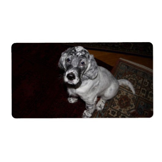 English Setter Puppy (Vorne)