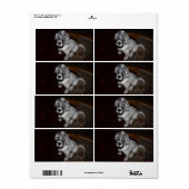 English Setter Puppy (Vorne)