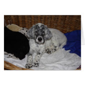 English Setter Puppy (Vorderseite (Horizontal))