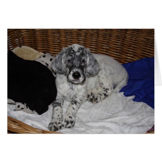 English Setter Puppy (Vorderseite (Horizontal))