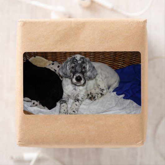 English Setter Puppy (Insitu)