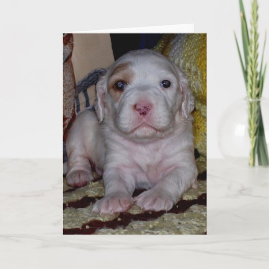 English Setter Puppy Karte (Vorderseite)