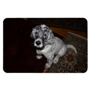 English Setter Puppy Magnet