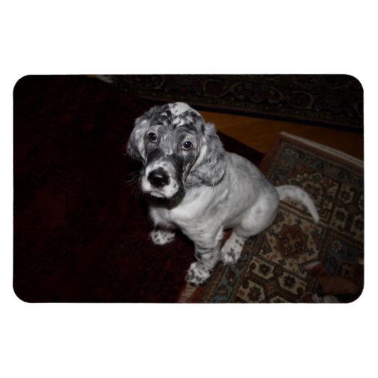 English Setter Puppy Magnet (Horizontal)