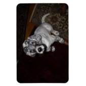 English Setter Puppy Magnet (Vertikal)