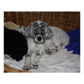 English Setter Puppy Poster (Vorderseite)