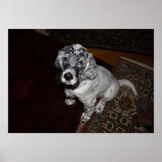 English Setter Puppy Poster (Vorne)