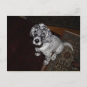 English Setter Puppy Postkarte (Vorderseite)