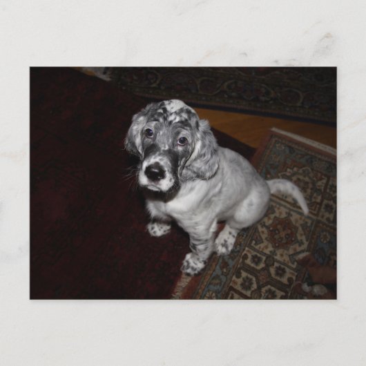 English Setter Puppy Postkarte (Vorderseite)