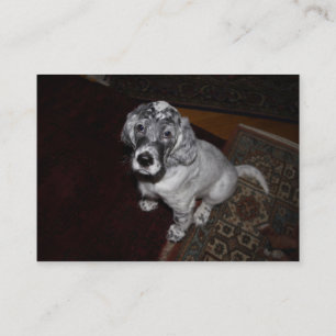 English Setter Puppy Visitenkarte