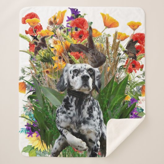 English Setter Sherpadecke (Vorderseite)
