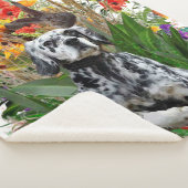 English Setter Sherpadecke (3/4)